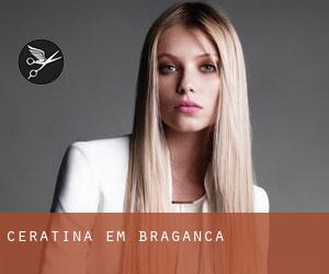 Ceratina em Bragança Ceratina em Bragança